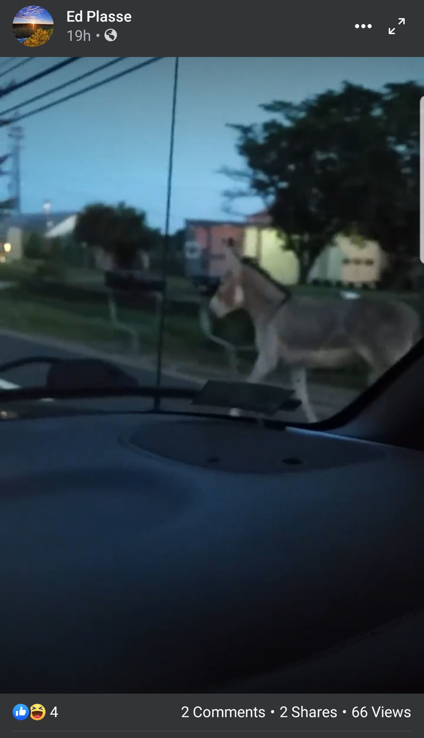 A donkey is on the loose in Johnston. If you see it, call the police.